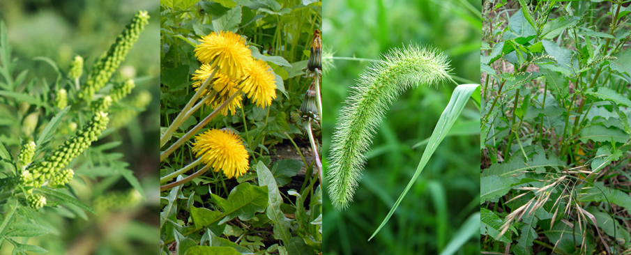 Ragweed, dandelions, foxtail, broadleaf weeds.