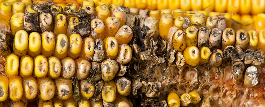 Diseased ear of corn
