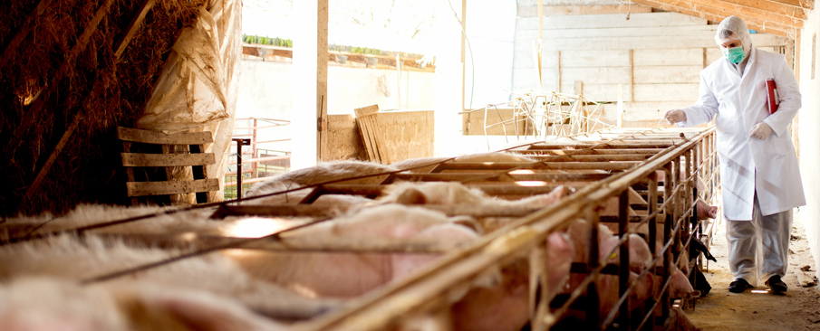 A veterinarian inspecting a row of pigs