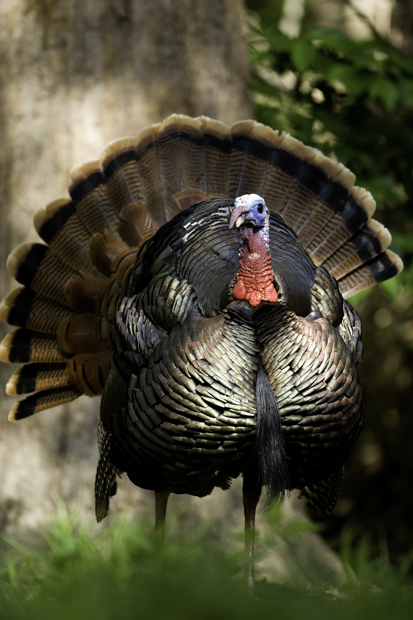 Missouri Spring Turkey Season 2024 Everything You Need to Know