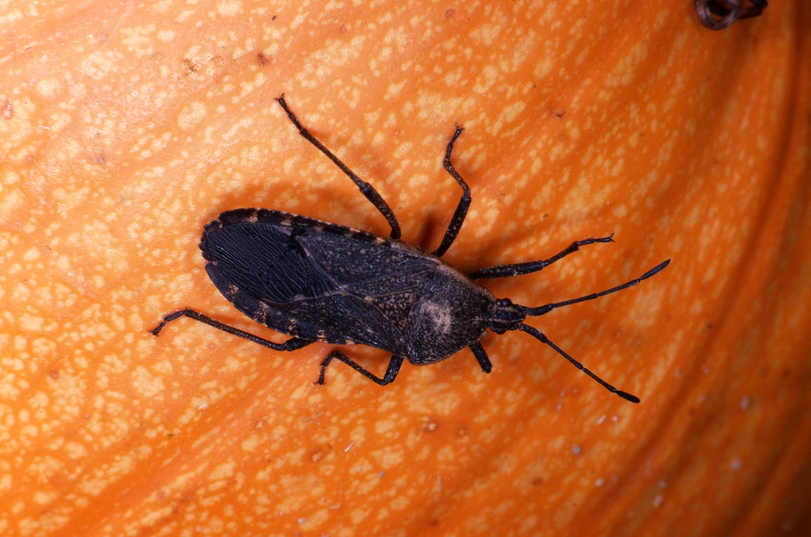 Open The squash bug prefers pumpkins, watermelons and squash.