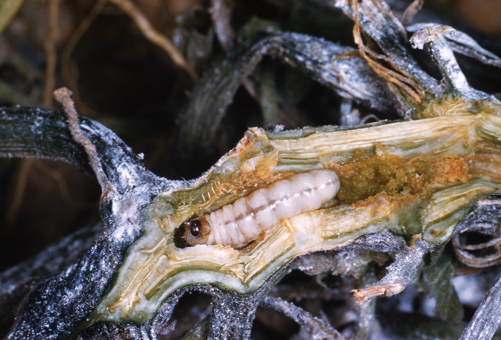 Open Larvae of the squash vine borer literally bore into cucurbit stems near the crowns.