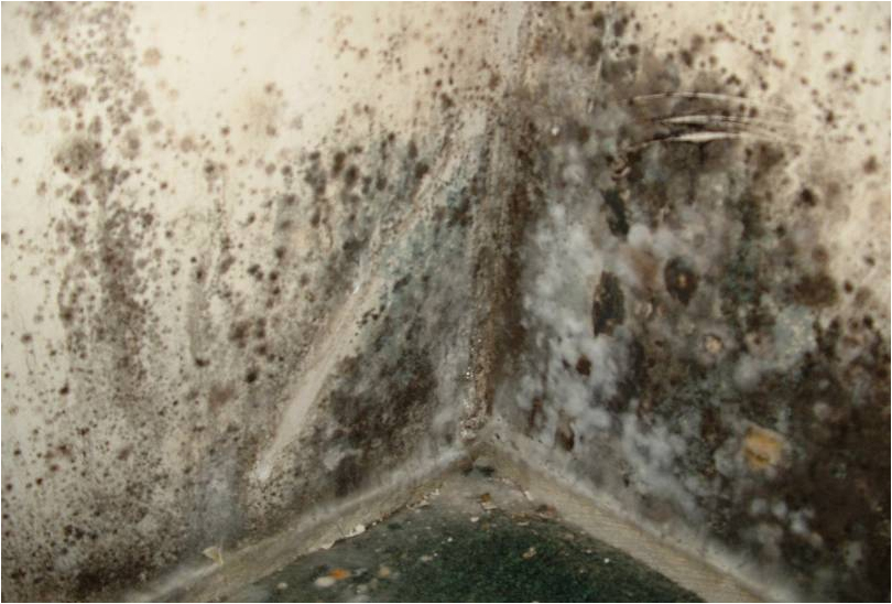 Black mold can spread quickly in water-damaged buildings.