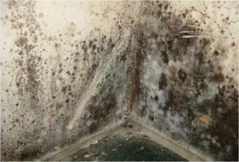 Does Mold Grow Better In Cold Or Warm at Viola Dunn blog