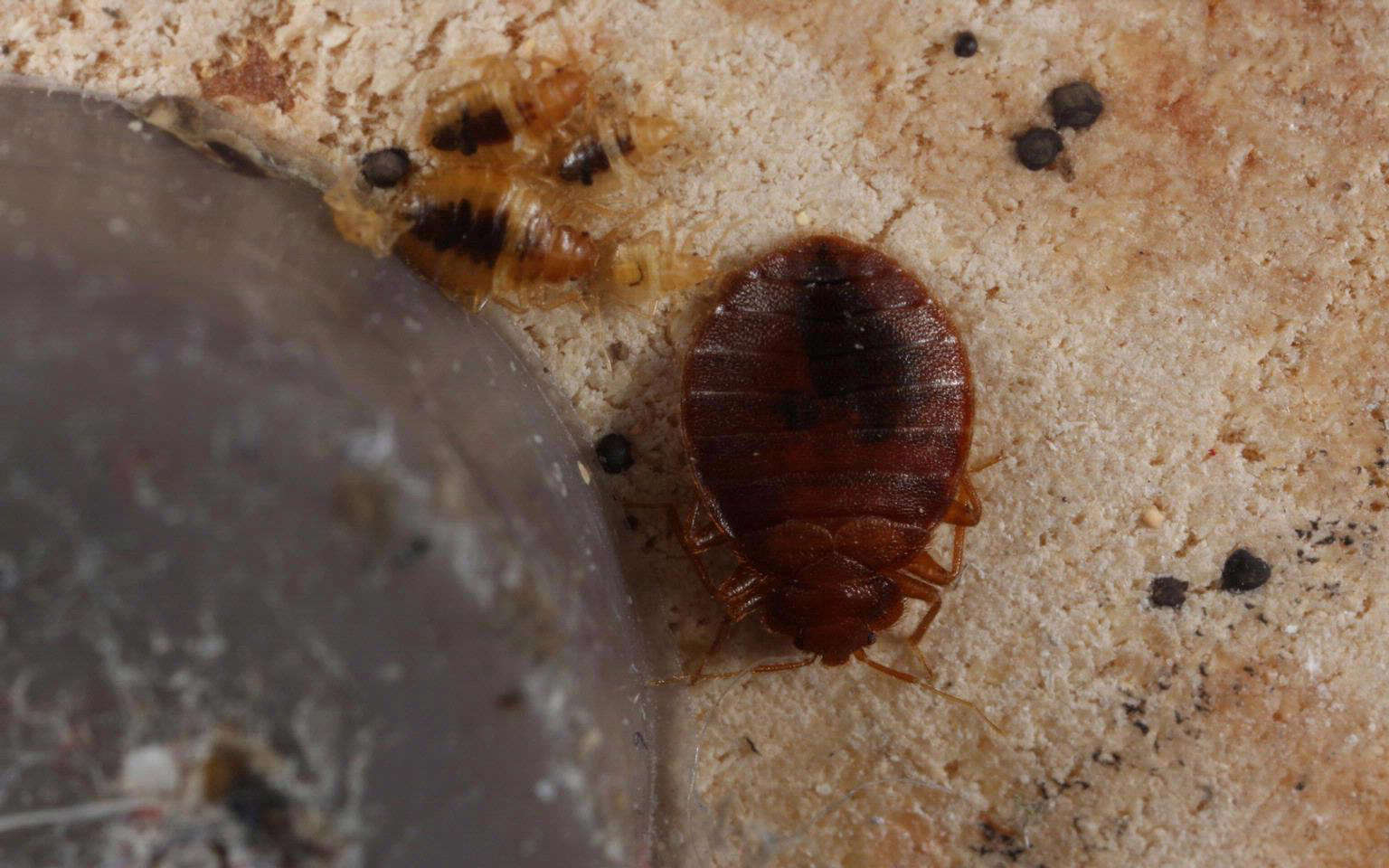 Open An adult and several nymph bedbugs hiding under the foot of a recliner. Also visible are blood and feces. Photo by Gary Alpert, Harvard University, Bugwood.org.