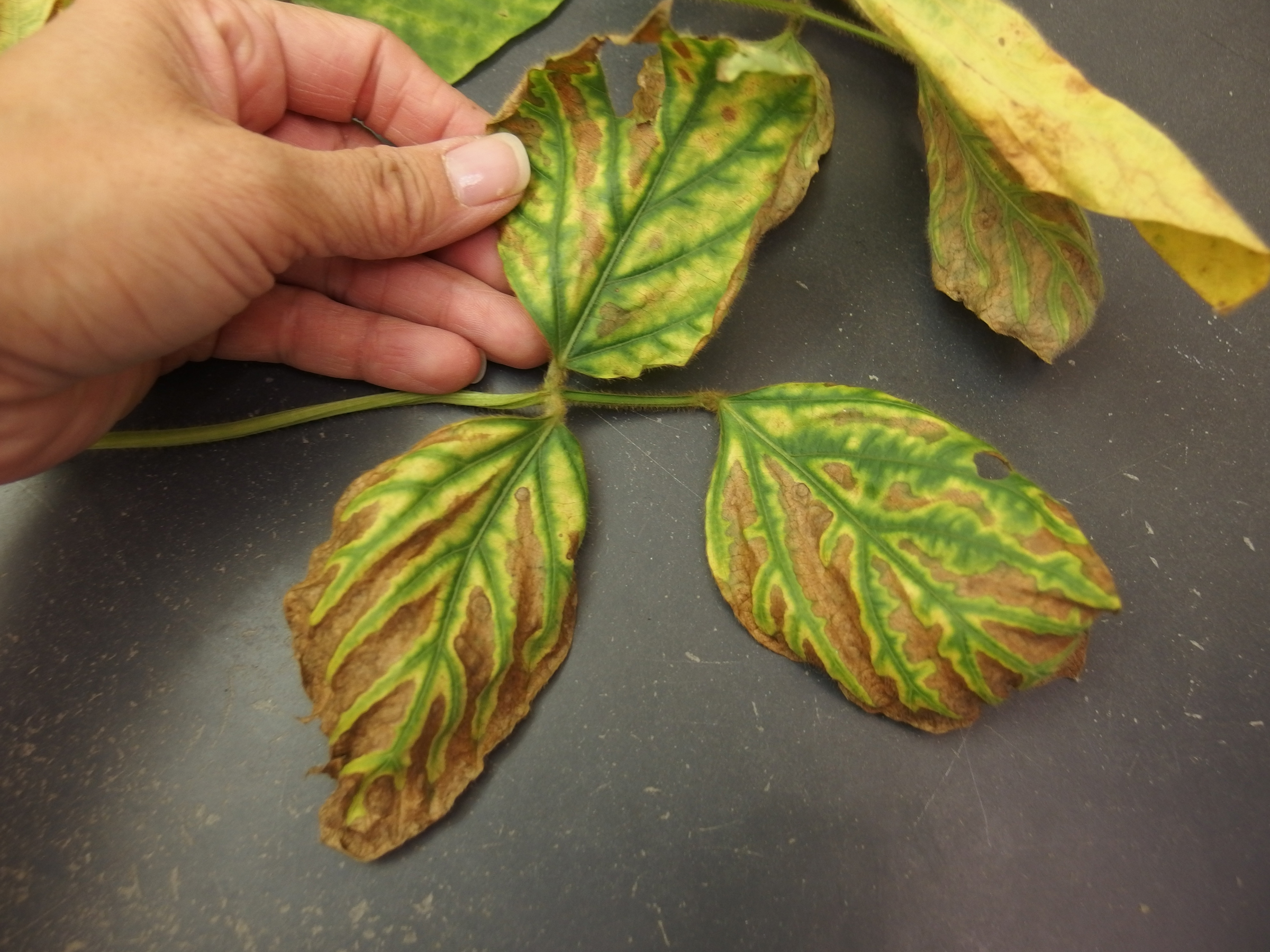 Open Foliage symptoms of sudden death syndrome in soybean. MU Plant Diagnostic Clinic.