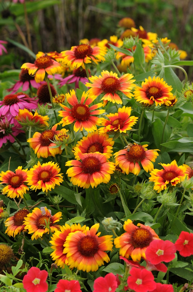Blanket your flower beds with colorful gaillardias