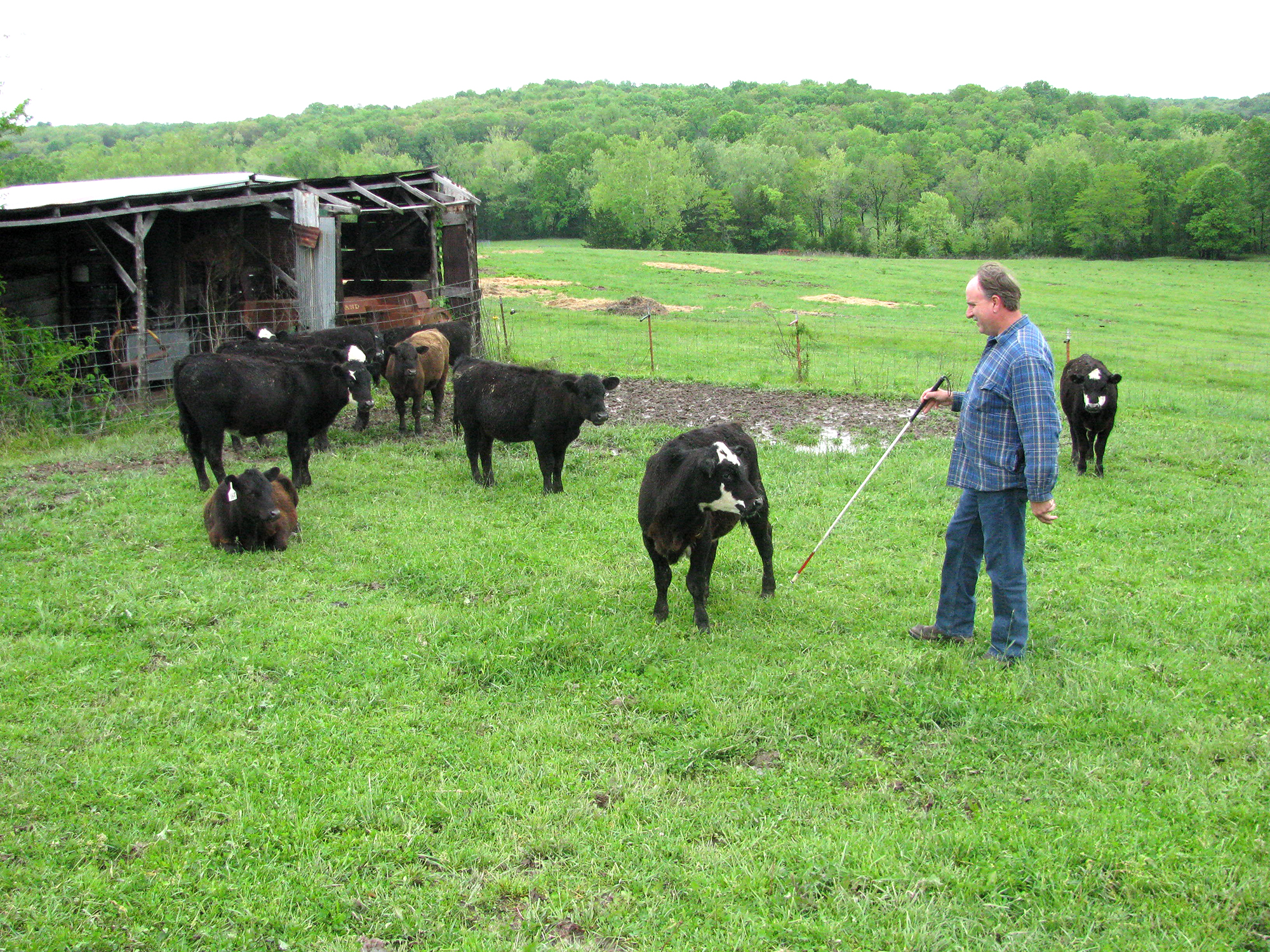 Jim Brinkmann, a longtime member of the Missouri AgrAbility Project team, uses his cane to find cattle. Brinkmann helps visually impaired individuals in his job as mid-Missouri district supervisor for Rehabilitation Services for the Blind.