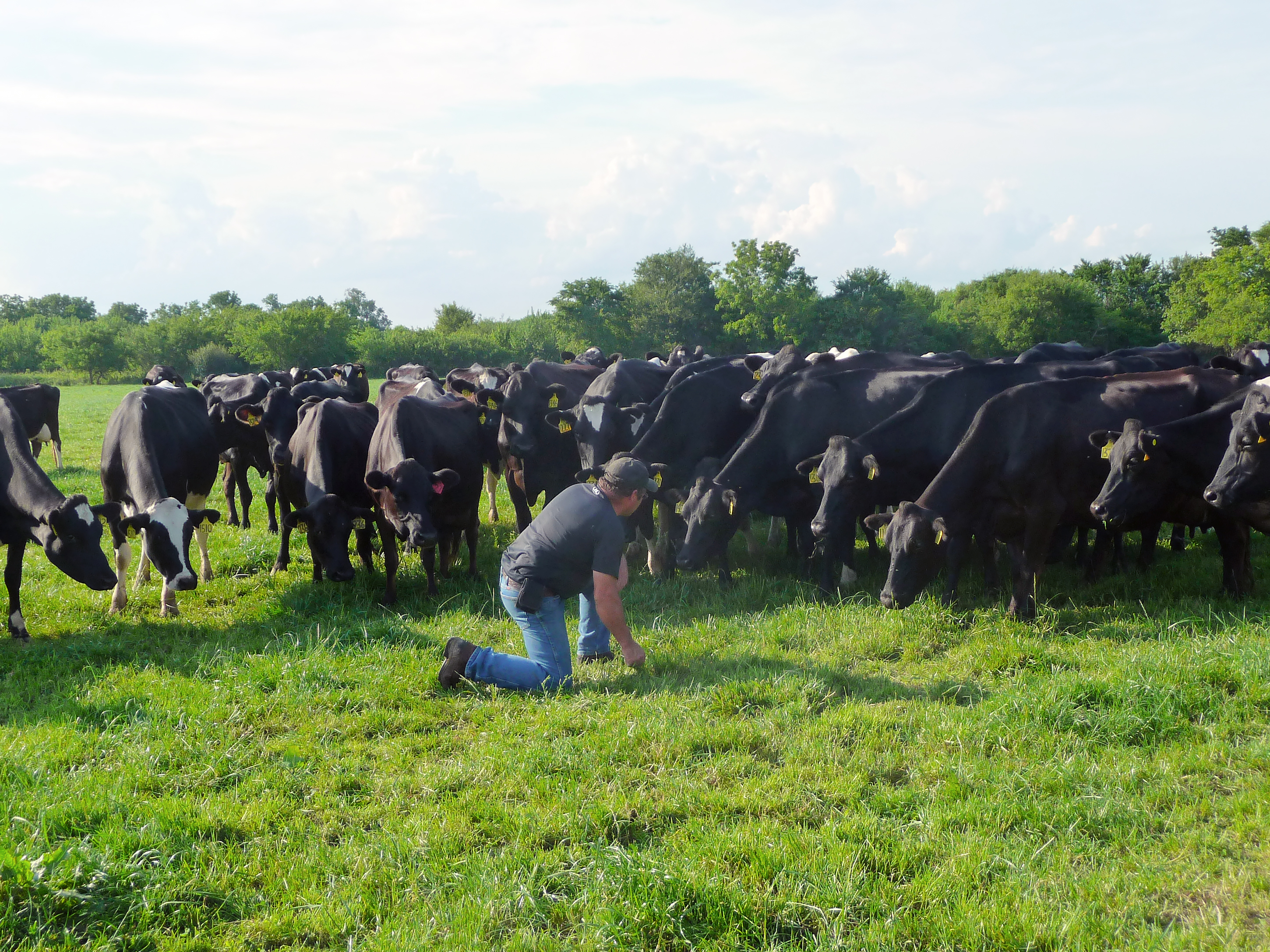 Open Monett farmer Mike Meier used MU Extension practices to improve his dairy operation. He is in the process of converting his dairy operation to beef by using the same proven research-based methods.