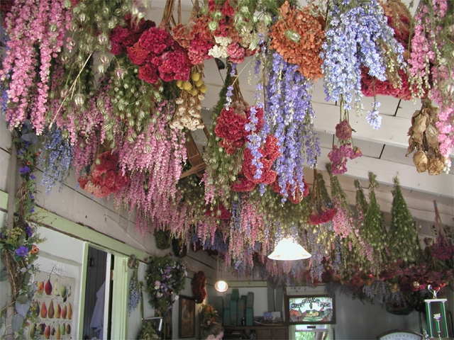 Some flowers and plants can be dried by hanging them upside down in a warm, dry place for several weeks. Photo courtesy Fassnight Creek Farm, Springfield, Mo.