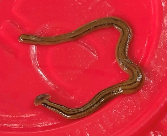 Open The invasive hammerhead worm feeds on native earthworms. Photo courtesy of Kelly McGowan.