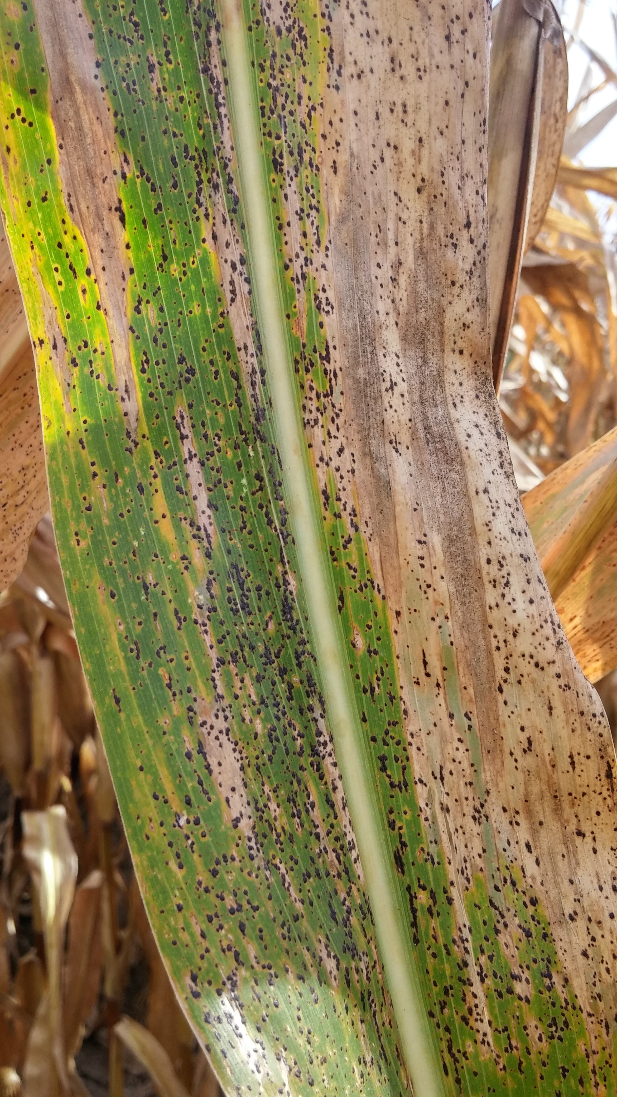 Stromata of tar spot covering a leaf with both green tissue and brown senescing tissue. Multiple diseases can occur with tar spot. These black raised dots are the stromata of the tar spot pathogen, which overwinters on residues at the soil surface. File p