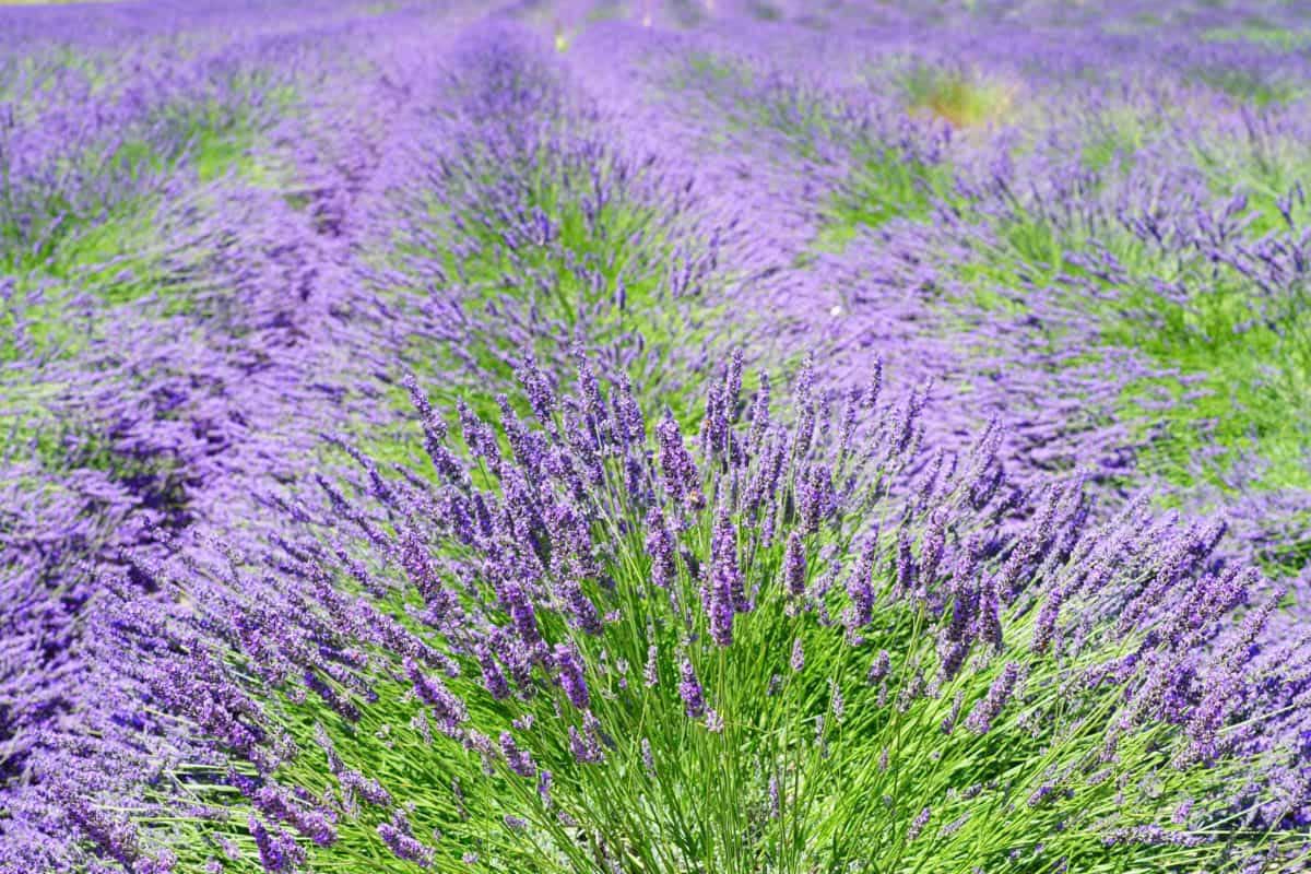Lavender. Photo by PIXNIO (pixnio.com).