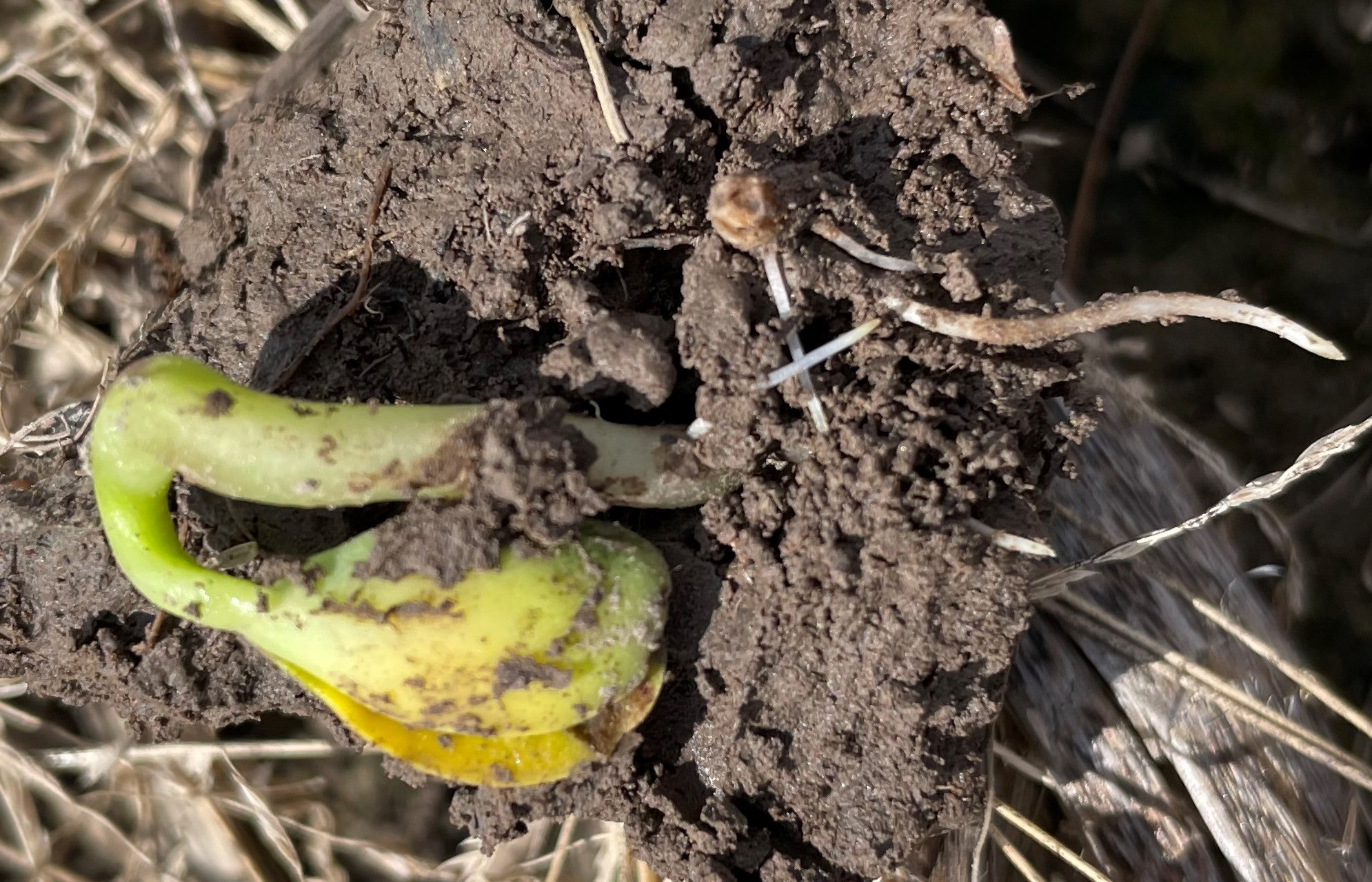 Soybean seedlings, one rotten and one slow to emerge, from a field with extensive stand loss due to seedling disease. Photo by Kaitlyn Bissonnette.