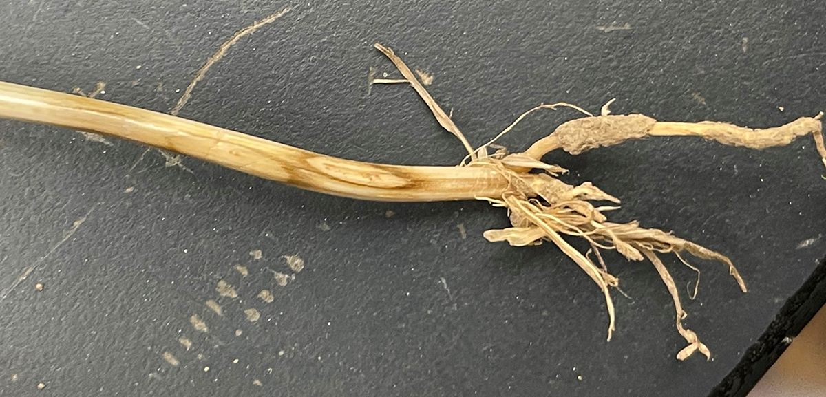 Symptoms of sharp eyespot, caused by Ceratobasidium cereale (Rhizoctonia cerealis), at the base of a wheat plant. Photo by Kaitlyn Bissonnette.