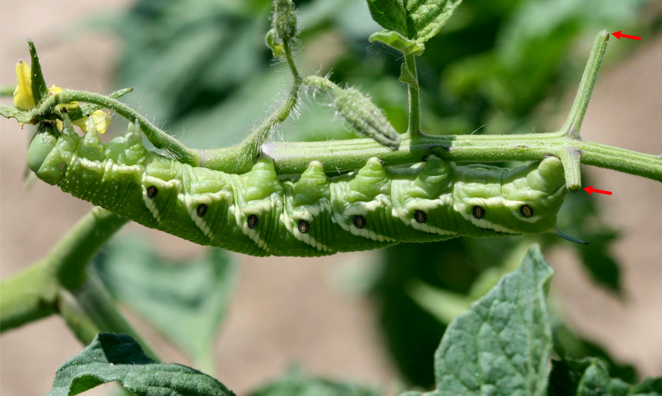 This tomato hornworm continues feeding on a plant after consuming two leaves (see arrows). Hornworm caterpillars blend in with the foliage, so they often go undetected until damage is severe. Photo courtesy of Whitney Cranshaw.