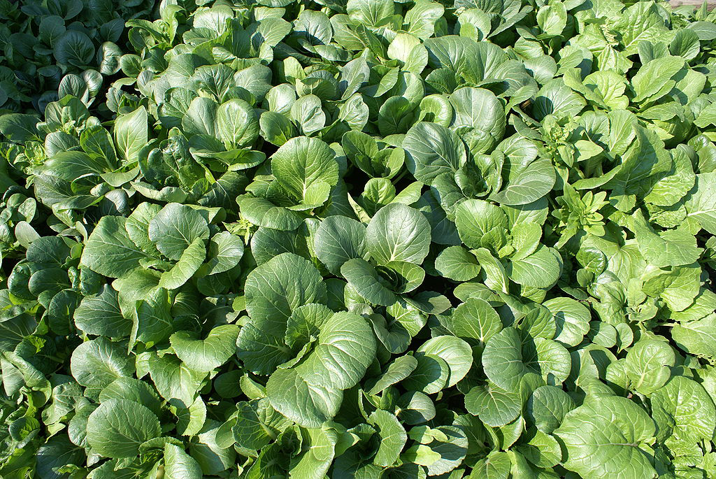 Open Bok choy, a type of Chinese cabbage. Photo by JS, CC BY-SA 3.0 (https://creativecommons.org/licenses/by-sa/3.0), via Wikimedia Commons.