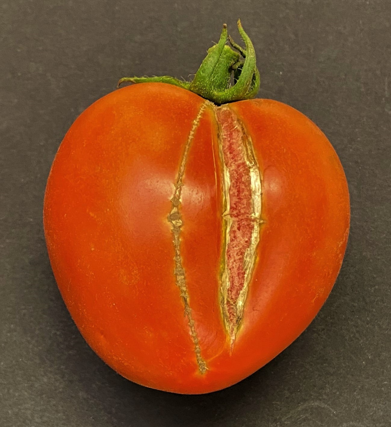A vertical split in a Mountain Merit tomato appeared following heavy rainfall after a droughty period.