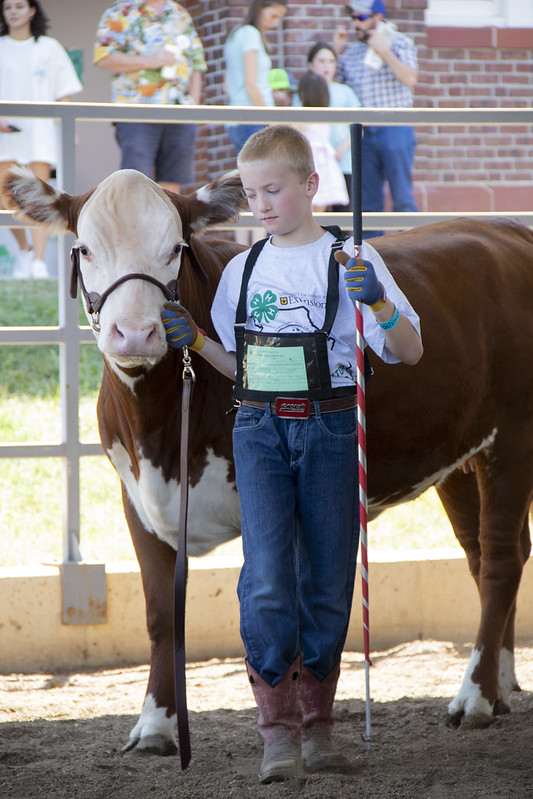 Open Youth showing beef cattle. Photo courtesy Missouri Department of Agriculture.