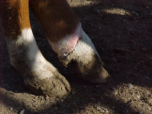 Open As temperatures drop, beef producers should be on the lookout for signs of fescue foot. University of Missouri Extension livestock specialist Eldon Cole shared these examples of fescue foot in cattle in various stages.