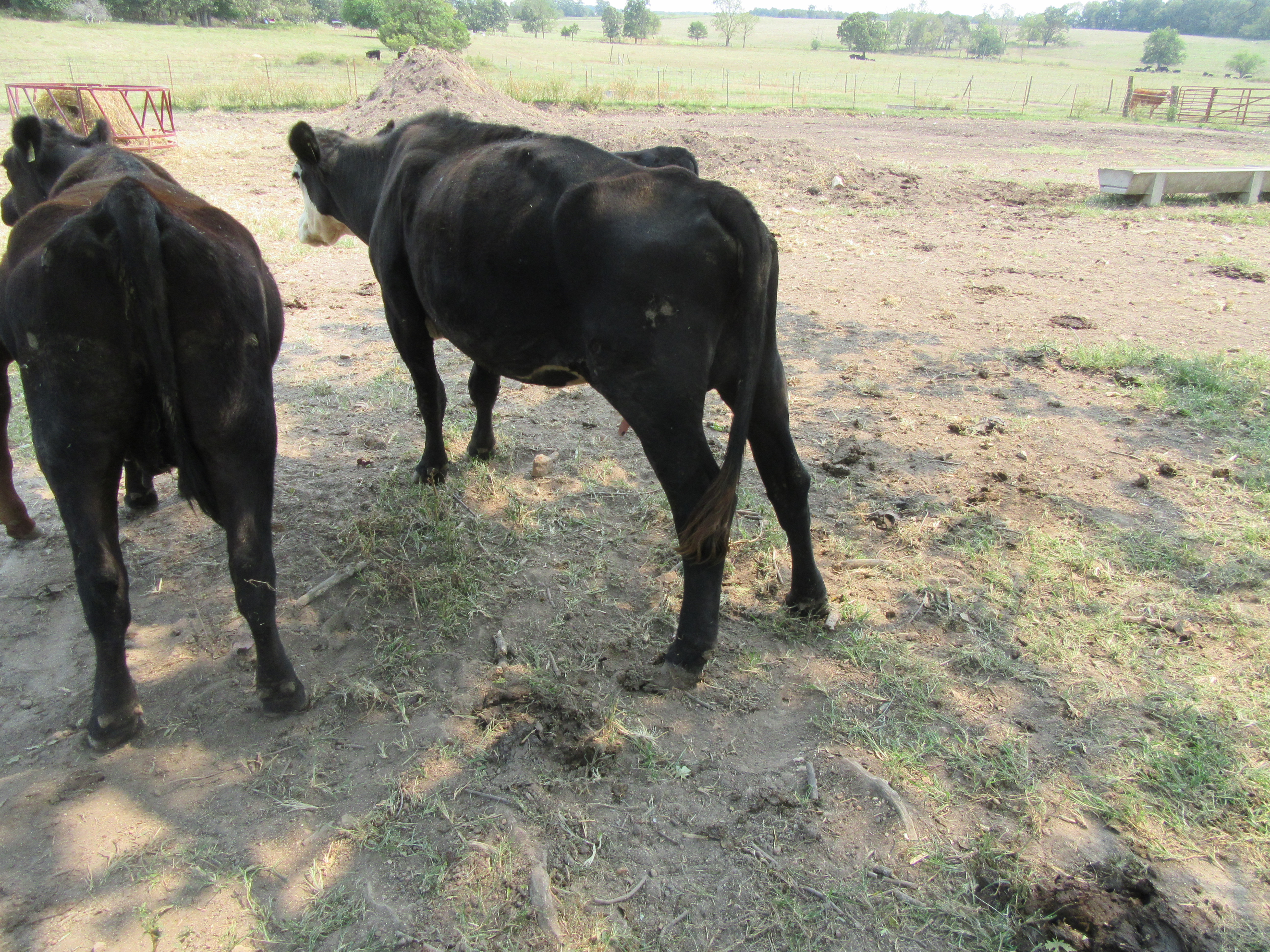 Examples of 4 Zero cows – Old, Open, Ornery and Other