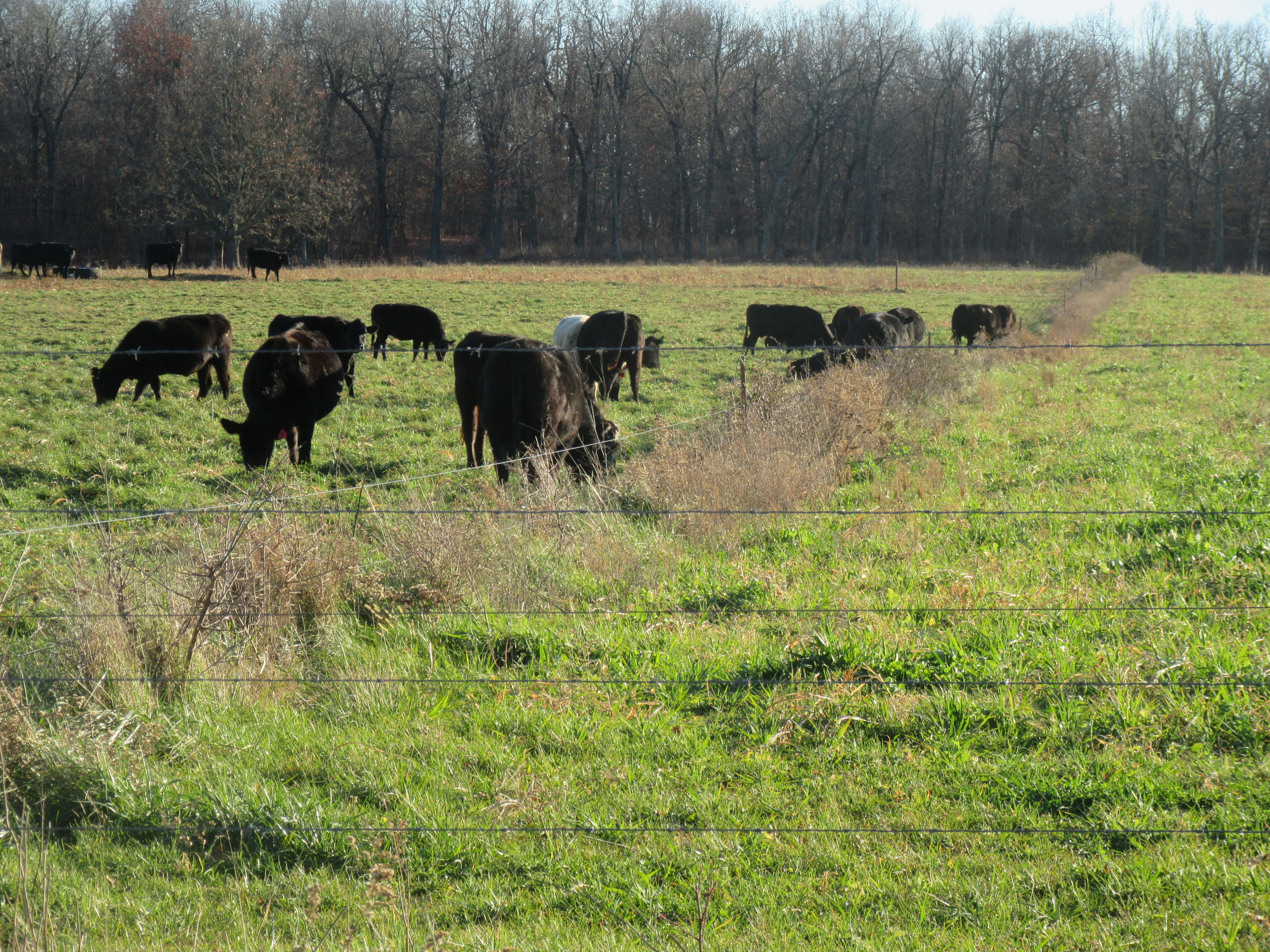 A well-managed rotational grazing system