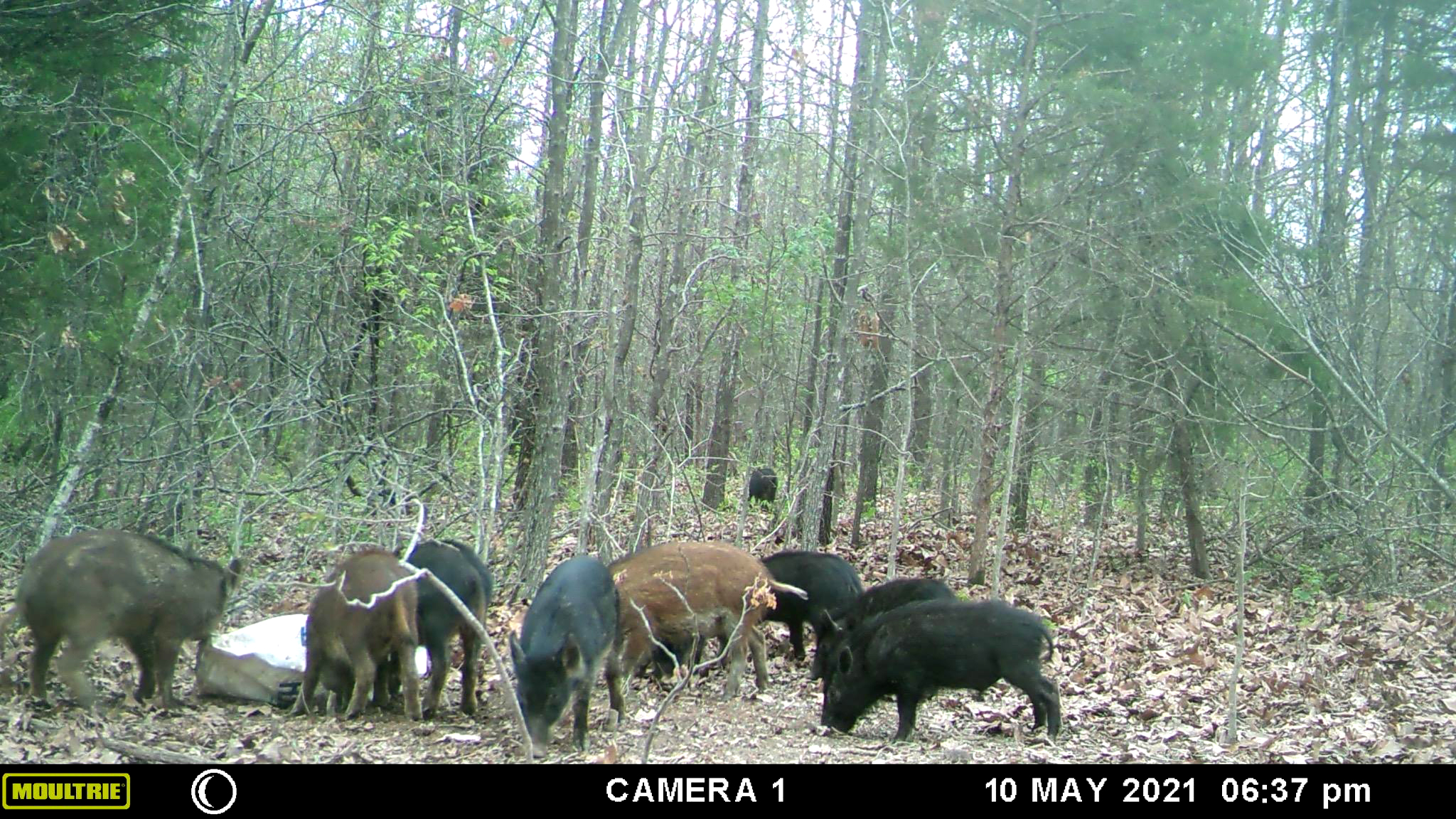 Feral hogs caught on camera at a bait site on private land in Crawford County. Photo courtesy of Kevin Crider.