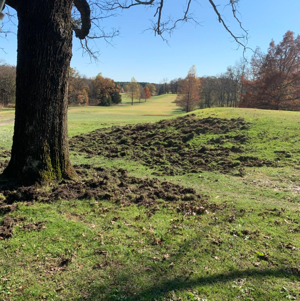Rooting damage from feral hogs at a golf course in Viburnum, Mo. Photo courtesy of Kevin Crider.