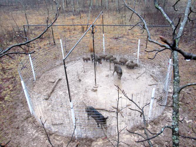 Open Traps like this one can catch an entire sounder of hogs all at once. Photo courtesy of the Missouri Department of Conservation.