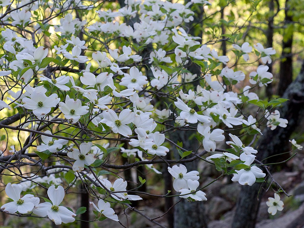 Open Flowering dogwood. Photo by Eric Hunt, CC BY-SA 4.0 (https://creativecommons.org/licenses/by-sa/4.0), via Wikimedia Commons