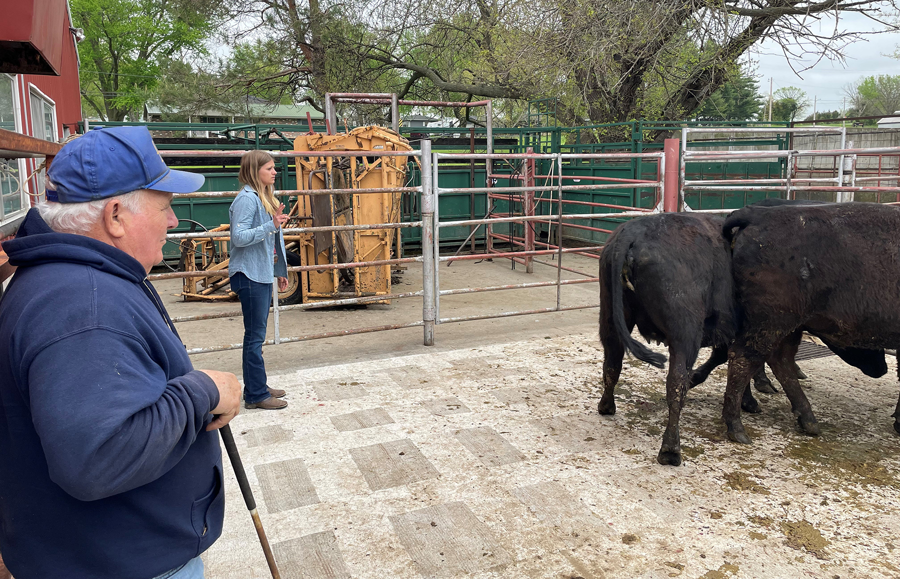 Show-Me-Select heifer sales bring value to buyers, sellers