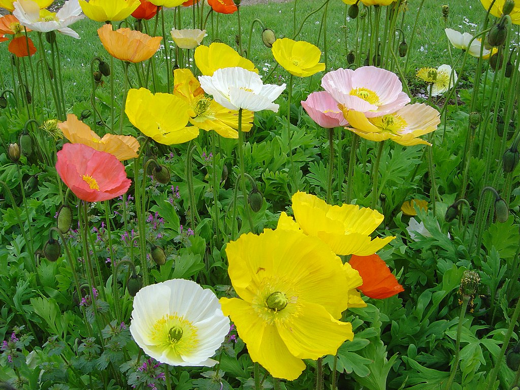 Iceland poppies. David Monniaux, CC BY-SA 3.0 (http://creativecommons.org/licenses/by-sa/3.0/), via Wikimedia Commons.