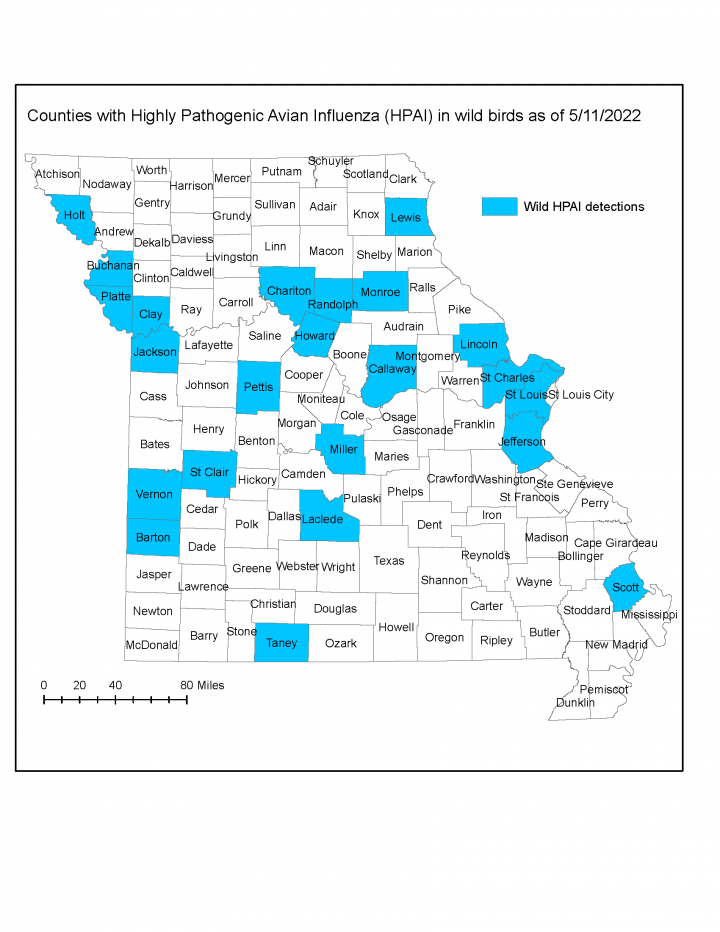 Open Missouri Department of Conservation map shows the 23 Missouri counties with confirmed cases of avian flu as of May 11. Reported cases are dropping as temperatures rise. Source: https://mdc.mo.gov/wildlife/wildlife-diseases/highly-pathogenic-avian-influenz