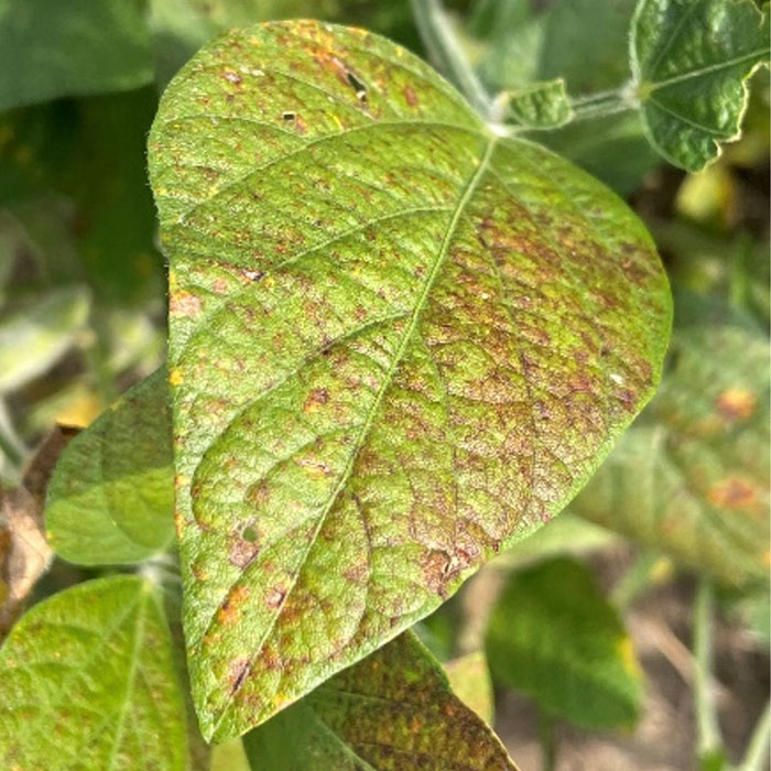 Soybean leaf with bronzing