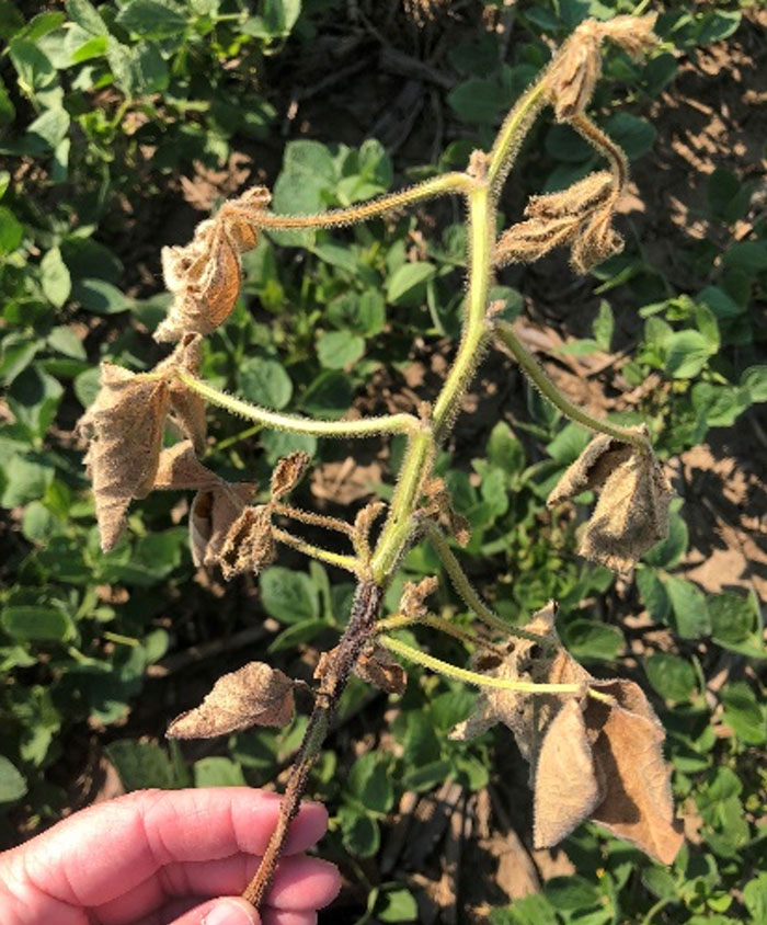 Soybean plant with symptoms of Phytophthora root rot