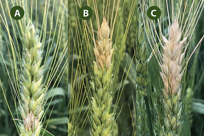 Symptoms of Fusarium Head Blight on wheat.