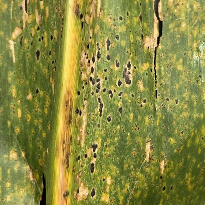 Tar spots on a leaf