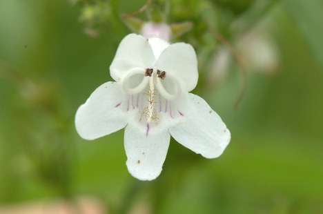 An individual white flower displaying its beard-tongue on a Penstemon digitalis plant.