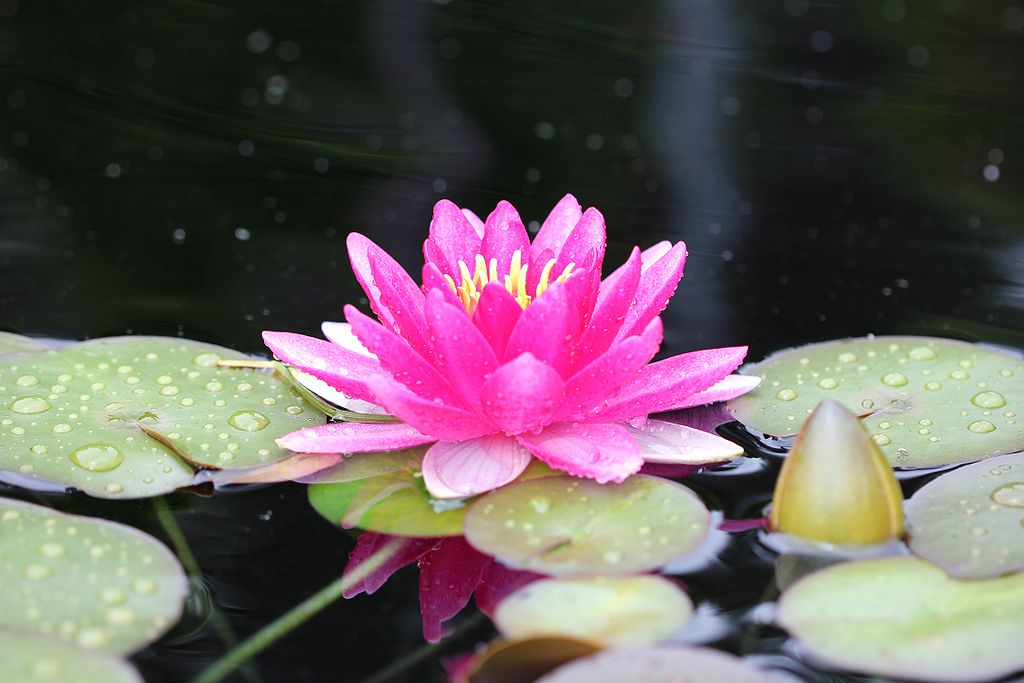 Open Waterlilies are easier to grow than most people think, says MU Extension horticulturist David Trinklein. They appear fragile but are actually tough and durable. Photo by Kaldari, CC0, via Wikimedia Commons.