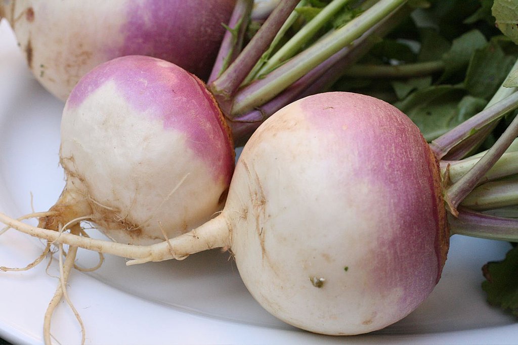 Open Turnips. Photo by thebittenword.com, CC BY 2.0 (https://creativecommons.org/licenses/by/2.0), via Wikimedia Commons.