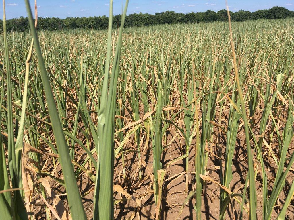 Open Corn leaves in Dade County, Mo., burning up in July 2022 due to heat and drought. Photo by Jill Scheidt, University of Missouri Extension.