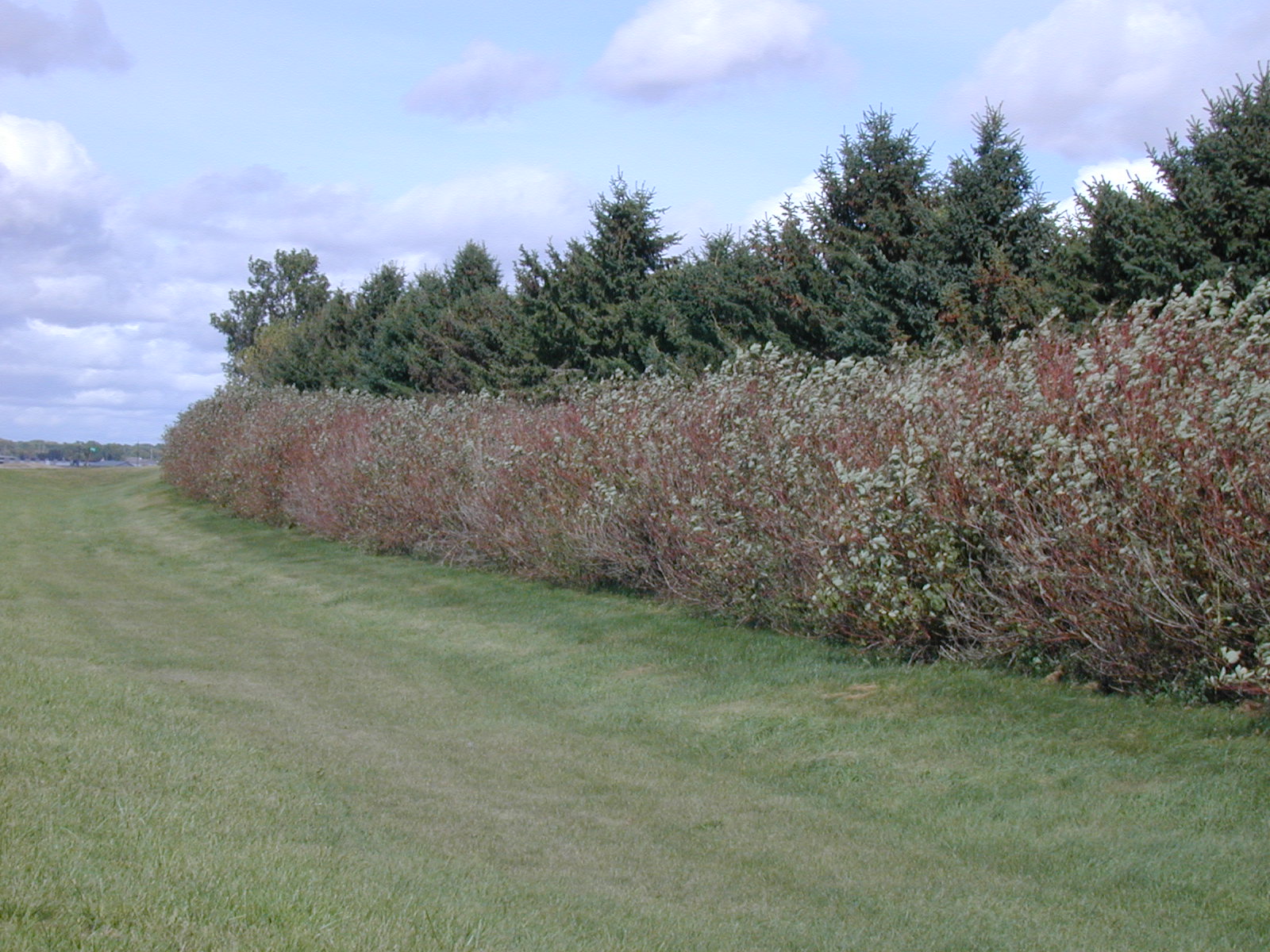 Open A multiple-row windbreak consisting of conifers and densely growing deciduous shrubs. University of Nebraska photo.