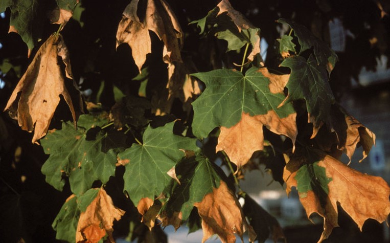 Maple tree affected by drought. Credit: Robert L. Anderson, USDA Forest Service, Bugwood.org. Shared under a Creative Commons license (CC BY 3.0 US).