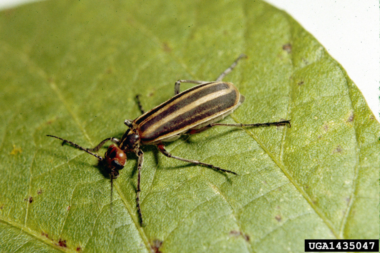 Striped blister beetle. Clemson University - USDA Cooperative Extension Slide Series, Bugwood.org.