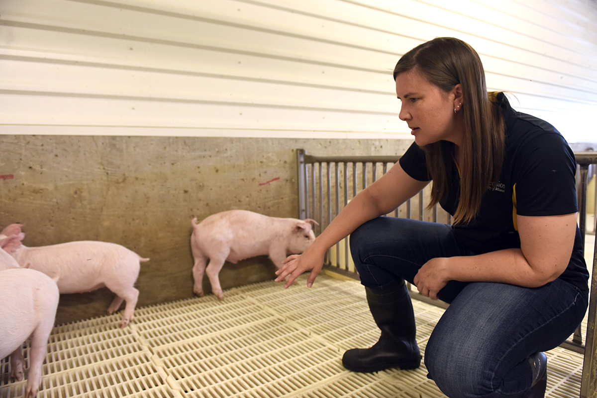 Program helps pork producers secure their biosecurity plans