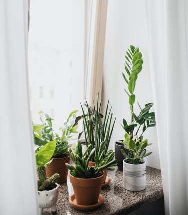 Succulent plants and cacti decorate a brightly lit windowsill. Stock photo from Pexels.