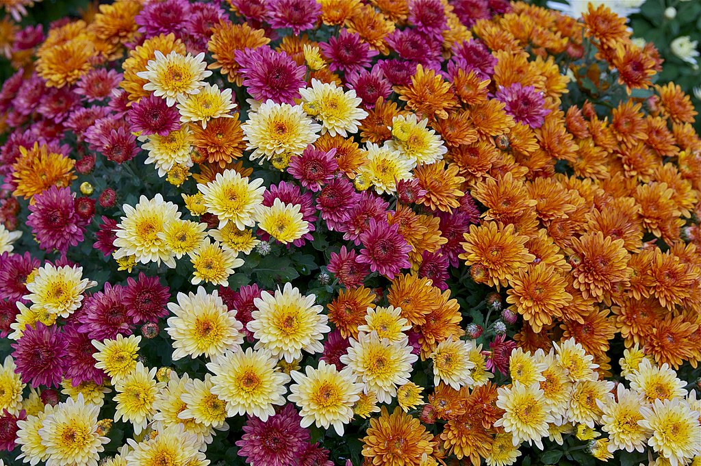 Open Different colors of chrysanthemums. Public domain image, via Wikimedia Commons.