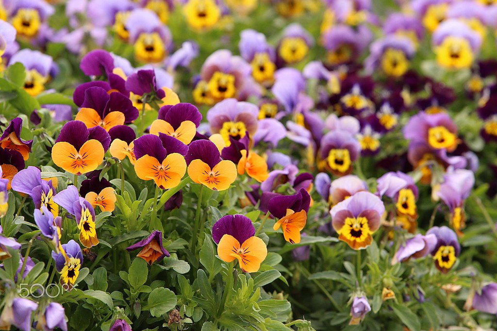 Open Pansies. Susanne Neudecker, CC BY 3.0 (https://creativecommons.org/licenses/by/3.0), via Wikimedia Commons.