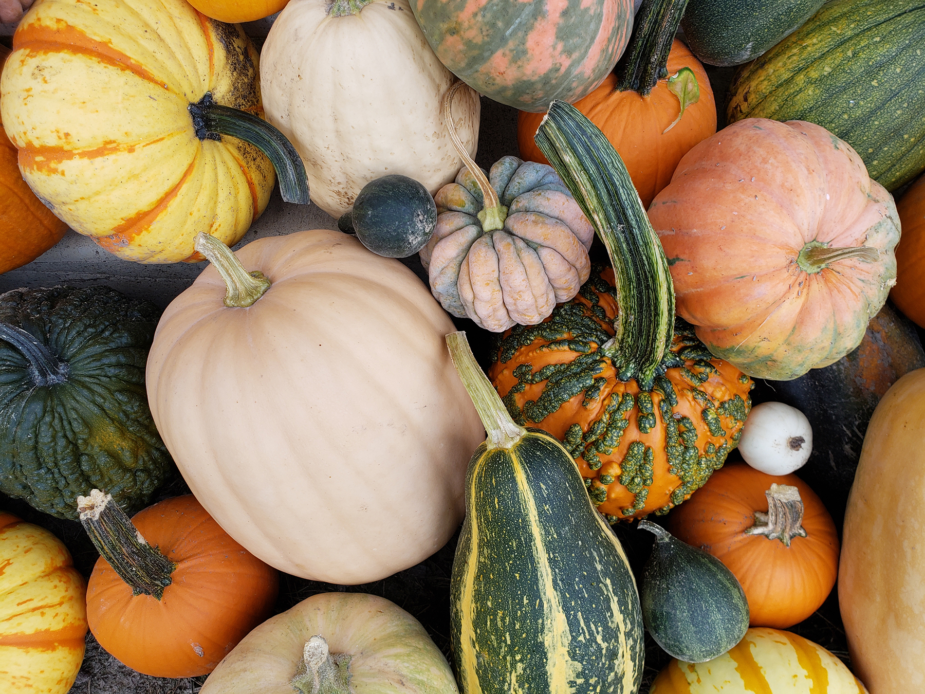 Pumpkins come in varying colors, shapes, textures and sizes, all signs of fall’s arrival. Photos courtesy of MU Extension horticulturist Katie Kammler.