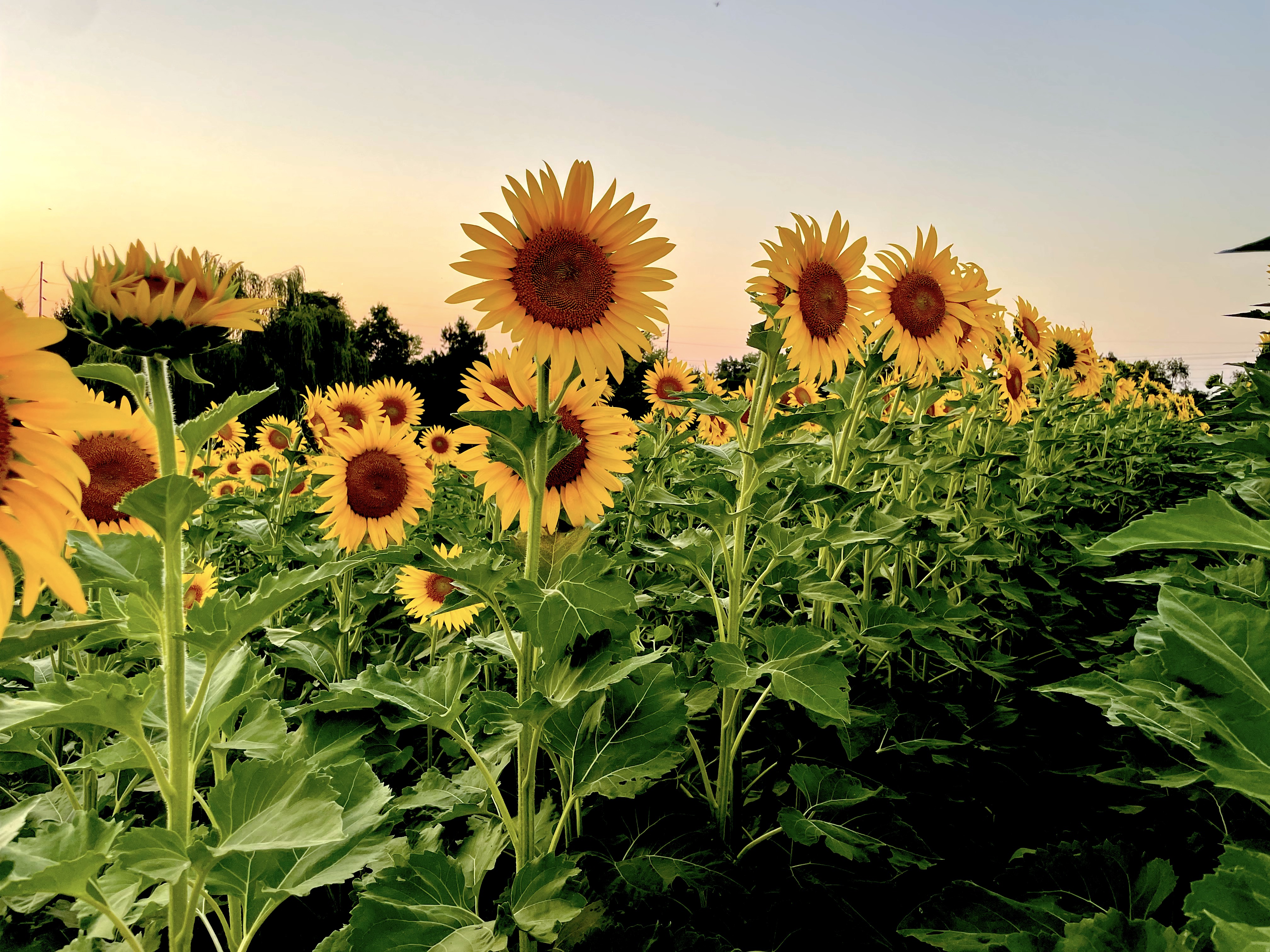 With their massive seed heads turned to the sun, sunflowers grown in northeastern Missouri are used to make sunflower seed oil, a highly sought-after cooking oil that is in short supply worldwide. Photo courtesy of Amberlyn Brown.